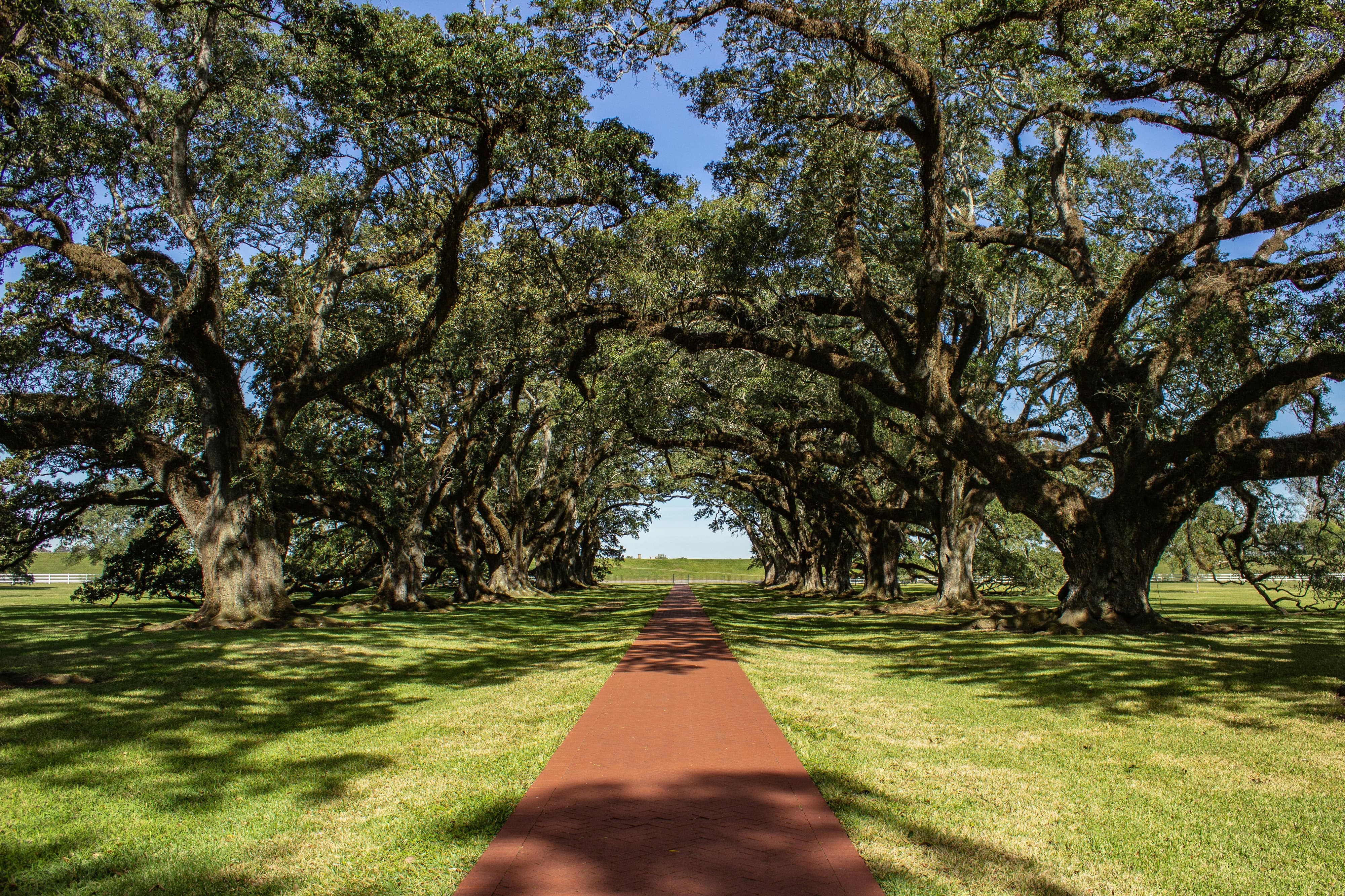 A perspective view of the Oak Alley Plantation at the St. James Parish, Louisiana