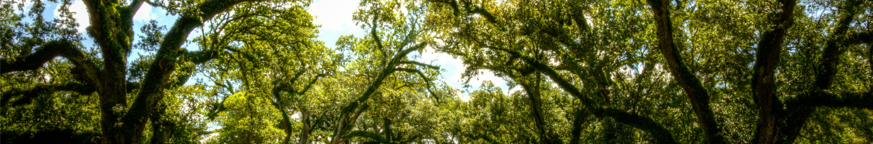 An landscape overview of oak trees in Louisiana