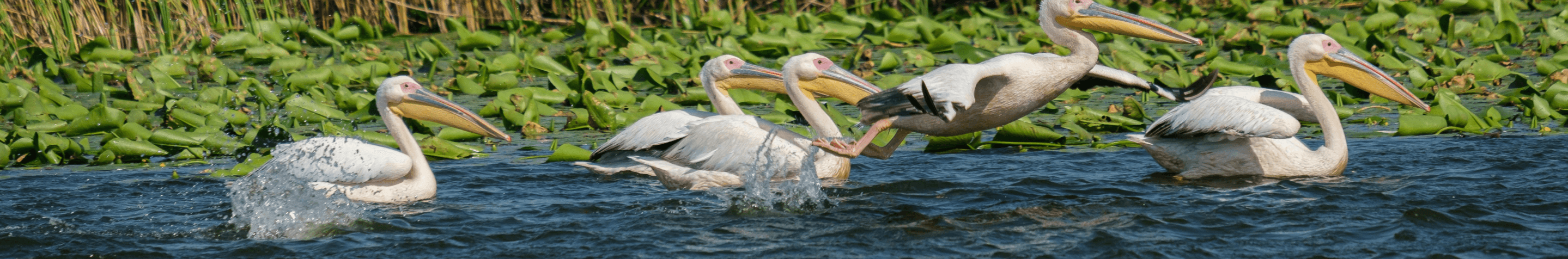 Louisiana's state bird pelican in a waterbody