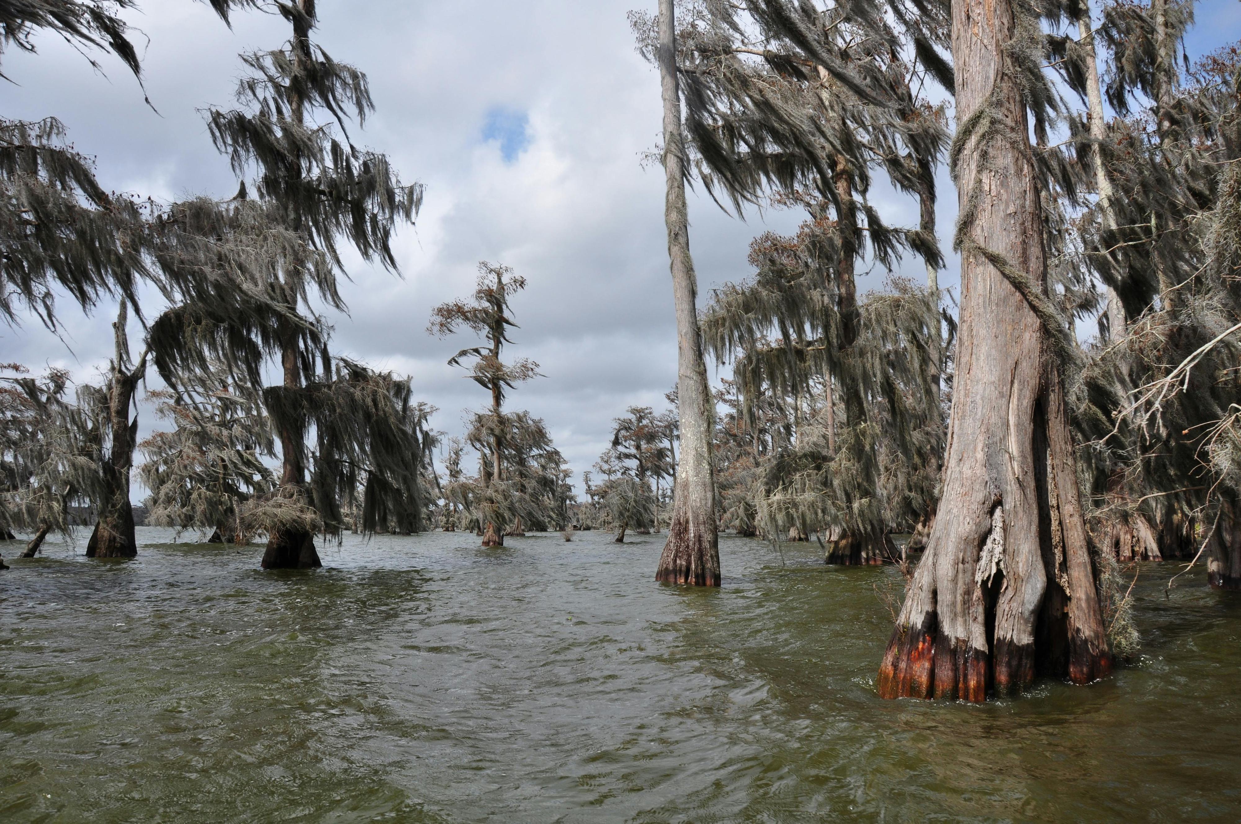 Swamp or marsh view